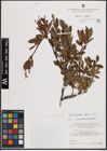 Foto von Salix foetida Schleich. ex DC.